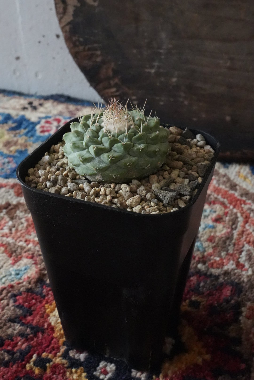菊水 サボテン bizen pot 2.5号 黒檀 植栽 菊水 サボテン bizen pot 2.5号 黒檀 植栽