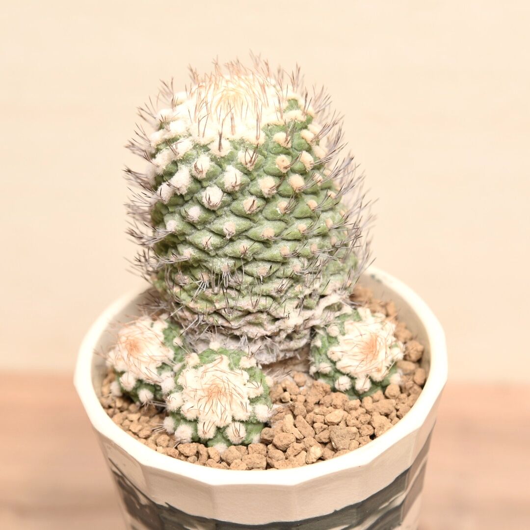 まとめ買い 柱サボテン 鬼面角 2発根 サボテンブランチ サボテン