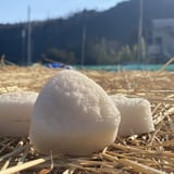 天然こんにゃくスポンジ「つるりんころりん」
