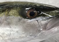 【とおるの刺盛り(竹)】プロの目利きで厳選！旬魚の刺盛り(推奨3〜5人名様分)