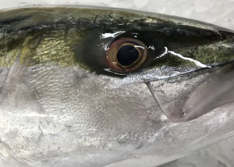 【とおるの刺盛り(竹)】プロの目利きで厳選！旬魚の刺盛り(推奨3〜5人名様分)