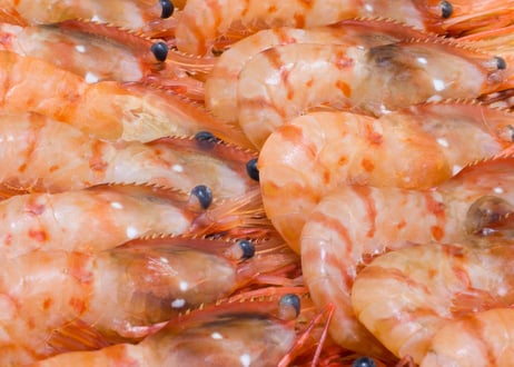 【とおるの刺盛り(竹)】プロの目利きで厳選！旬魚の刺盛り(推奨3〜5人名様分)