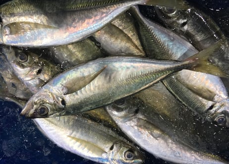 【とおるの刺盛り(梅)】プロの目利きで厳選！旬魚の刺盛り(推奨2〜4人名様分)
