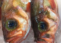 【とおるの刺盛り(梅)】プロの目利きで厳選！旬魚の刺盛り(推奨2〜4人名様分)