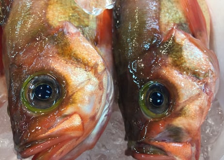 【とおるの刺盛り(梅)】プロの目利きで厳選！旬魚の刺盛り(推奨2〜4人名様分)