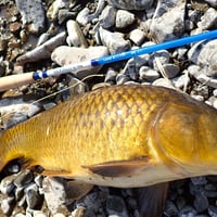 ミナミクロダイ用フライ✕5本セット | UNDERWATER ONLINE