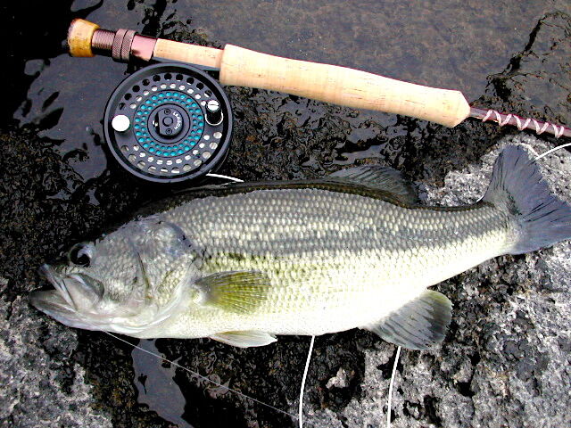 陽気なブラックバスはサイエンスフィッシング SPORTS NOTES 6