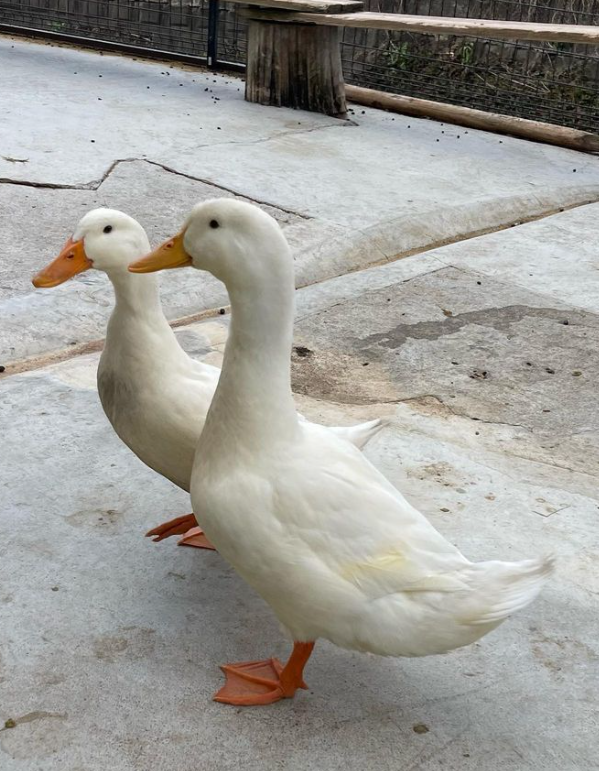 アヒル2羽 保護したアヒル二羽が仲間になりました | タケガワふれあい動物園 運営