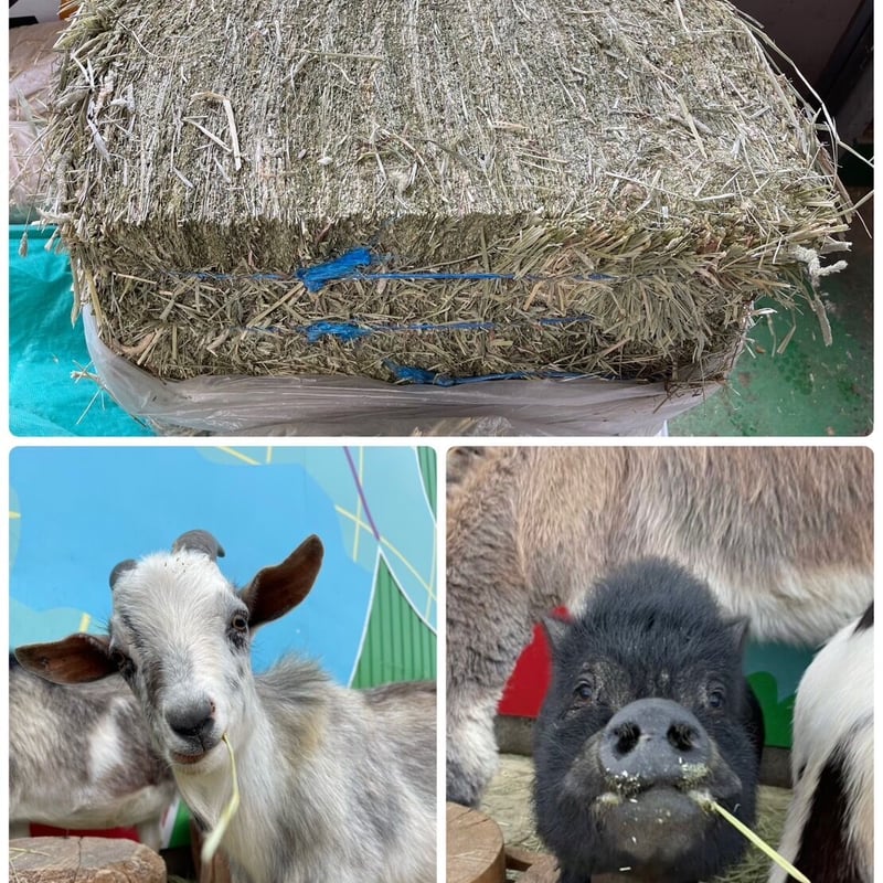 動物達に食料支援 チモシー約30kg 【お礼にスマホ用壁紙DLあります