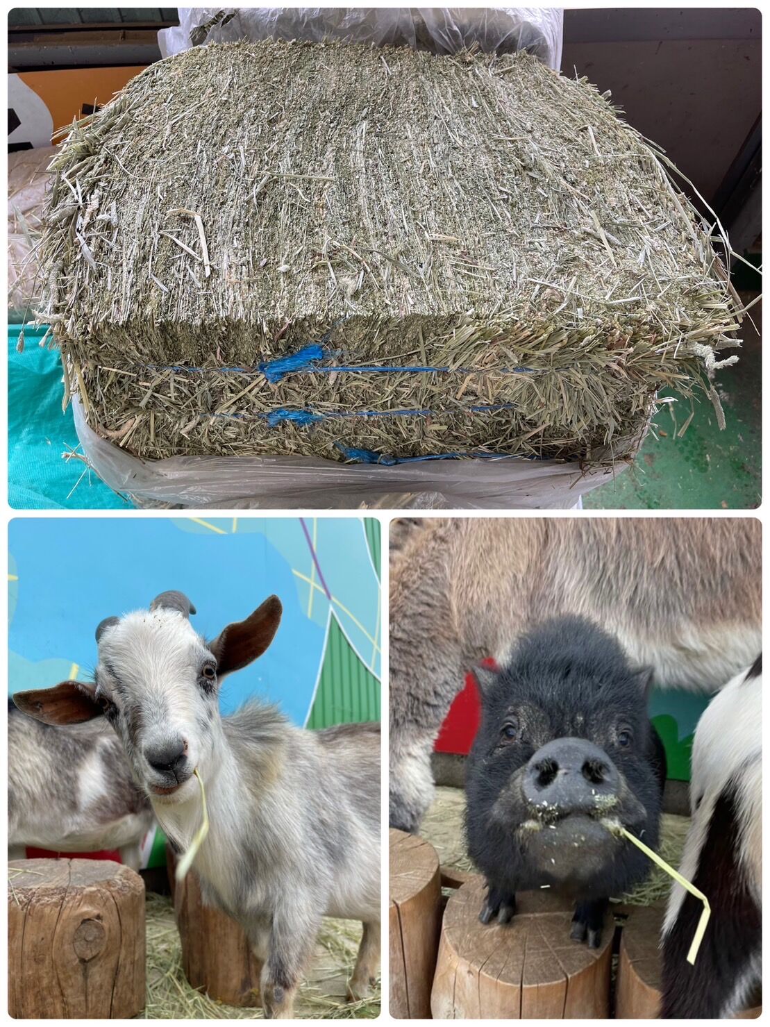 ♪cocomoruru♪　チモシー　　17kg＋オーツ 　3kg ♪cocomoruru♪様専用 チモシー 17kg＋オーツ 小さかっ 3kg