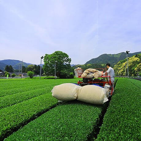 いなべの水出し番茶　ティーバッグ