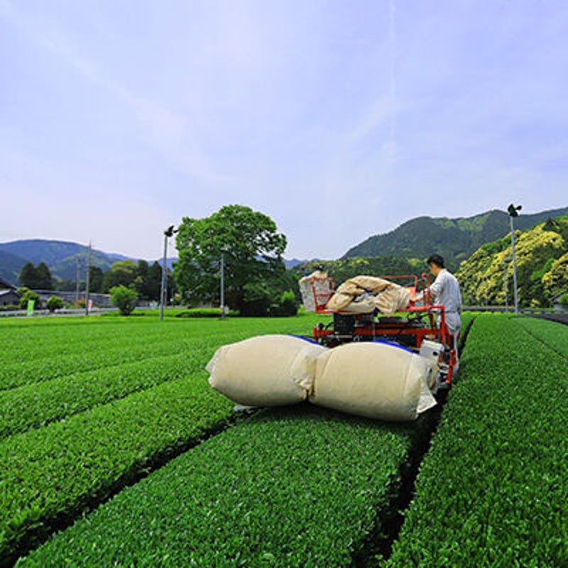 石榑茶蜜 | マル信 緑香園 WEB SHOP