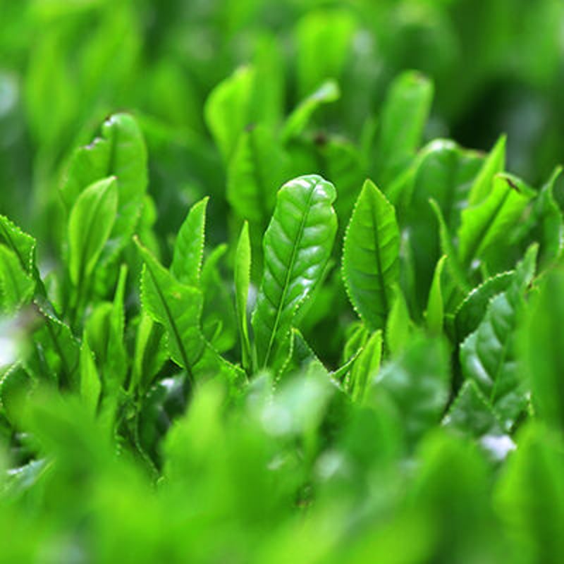 茶屋 サクラ煎茶 100g│ CHILL TEA Tokyo - Premium Japanese Green Tea