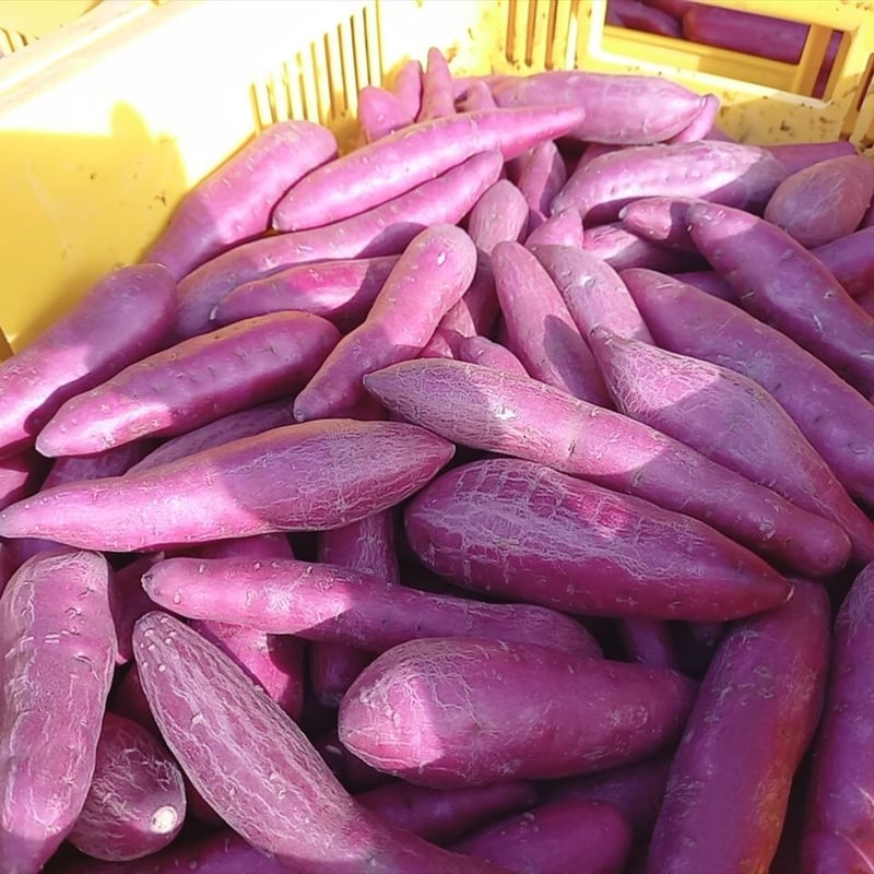 さつまいも鳴門金時（徳島県産）袋詰め 500g Mサイズ 3本入り