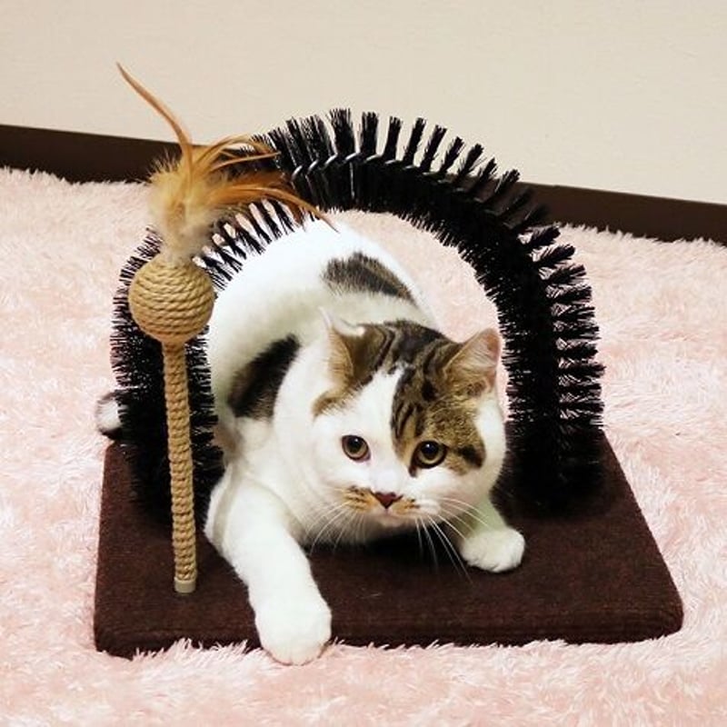 猫　毛づくろい Amazon.co.jp: 猫の毛づくろい2 ［全6種セット(フルコンプ