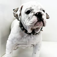 TOP DOG スパイク 首輪　【16サイズ】
