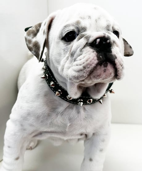 TOP DOG スパイク 首輪　【16サイズ】