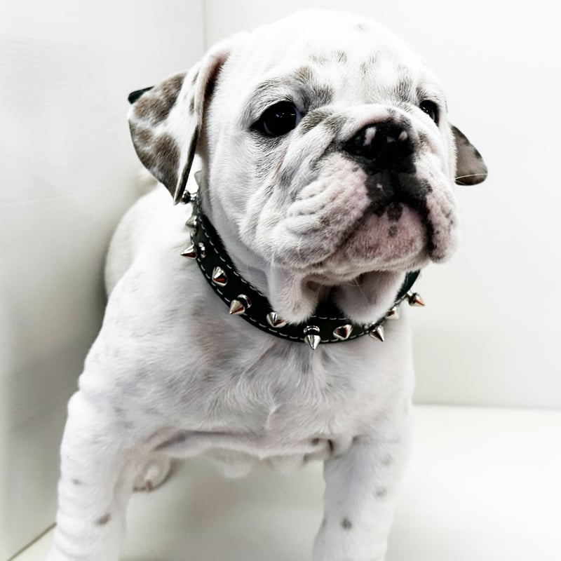 クニオコレクション　犬プリント ジップアップジャケット ステーショナリー - KUNIO COLLECTION（クニオコレクションの