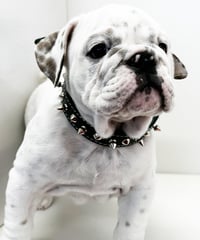 TOP DOG スパイク 首輪　【12サイズ】