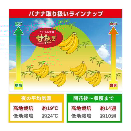 訳あり甘熟王バナナ 約10kg