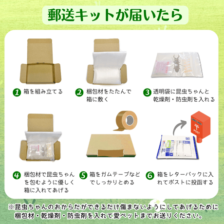 愛ペットの昆虫葬　郵送キットワイド　大きな昆虫ちゃん１匹用（埋葬・ご供養費・郵送料込み）