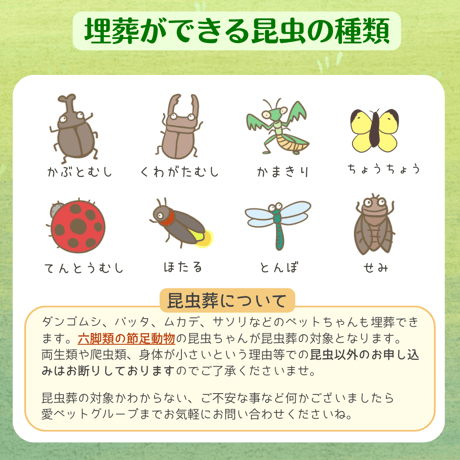 愛ペットの昆虫葬　郵送キットワイド　昆虫ちゃん５匹用（埋葬・ご供養費・郵送料込み）