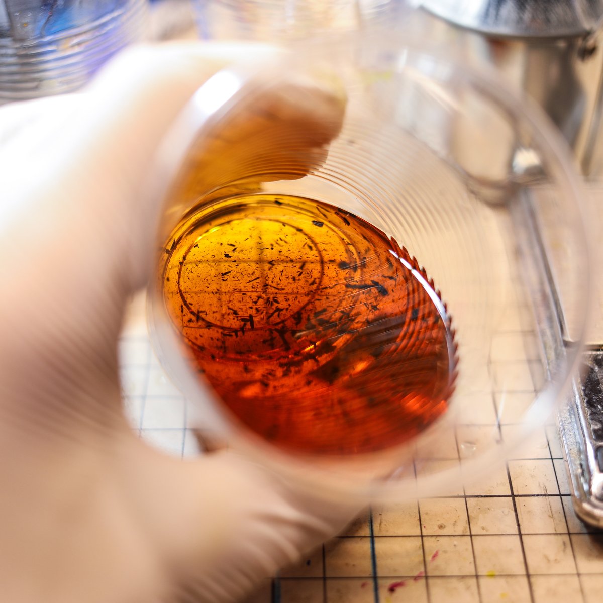 人工琥珀（セミの抜け殻Ver.）Artificial amber | nickelXP's S