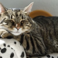 デトックスマッサージ（シェディング・ちんわく・花粉症対応）