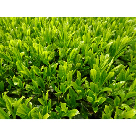 煎茶ティーバッグ(3g×12個)