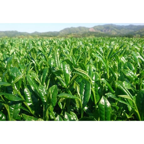 高級煎茶 100g×2本入