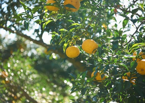 non-alcoholic spirits No_1 YUZU GIN