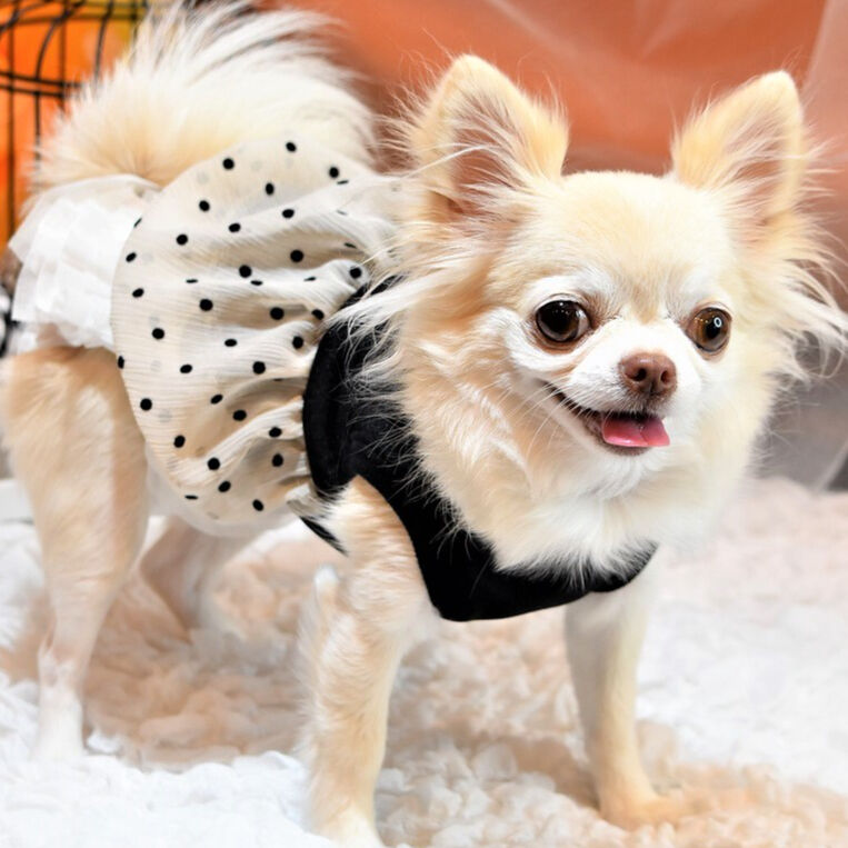 犬服　ハロウィン　バルーンワンピース 犬服 ハロウィン🎃バルーンワンピ - Miyume Dog GALLERY | minne