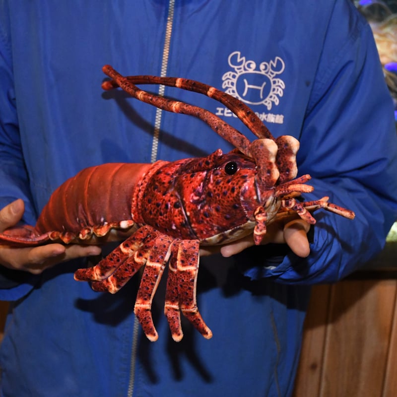 リアルシリーズ イセエビ ぬいぐるみ | エビとカニの水族館