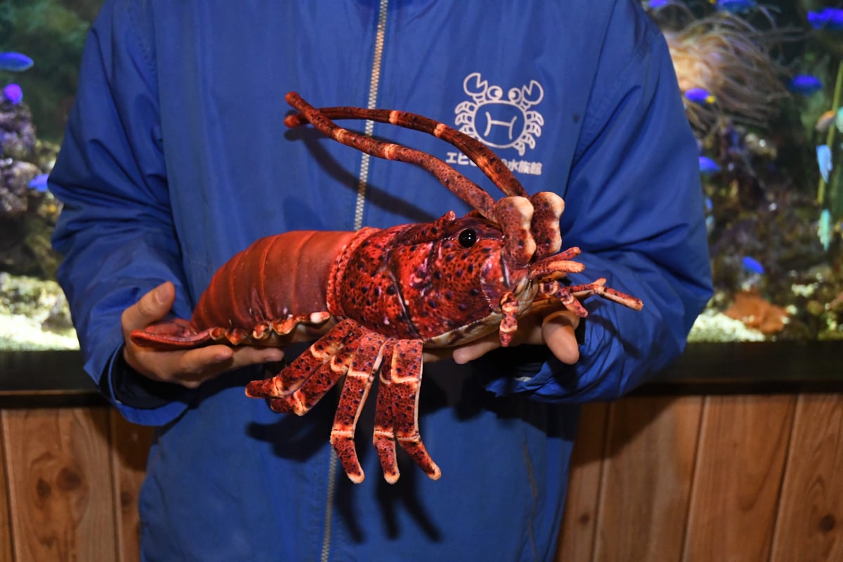 リアルシリーズ イセエビ ぬいぐるみ | エビとカニの水族館
