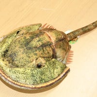 リアルシリーズ　カブトガニ　ぬいぐるみ