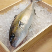 脂のったカンパチ まるごと1本！ 約3.3kg