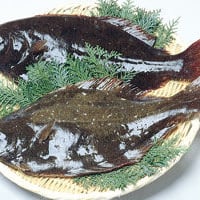 宇和島産 ヒラメ まるごと1尾 約1kg