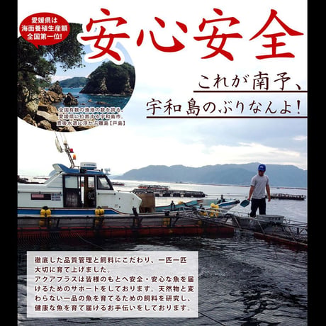 11.1解禁！！戸島ぶりしゃぶしゃぶセット 3人前