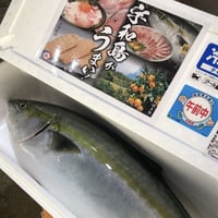 11.1解禁！！戸島ぶり まるごと1本約5kg