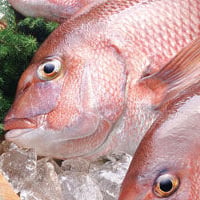 宇和島産 伊達真鯛 まるごと原体！約1.8kg