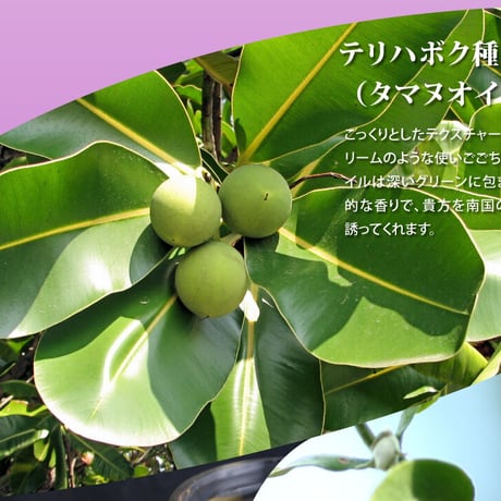 美容液 ナリアコスメティクス TAMALAN SKIN OIL タマランスキンオイル 20ml