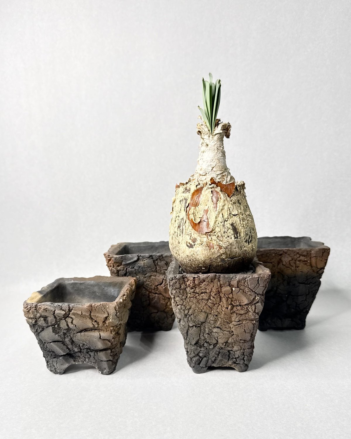 宮島將實 鉢作品 4 | t.roots