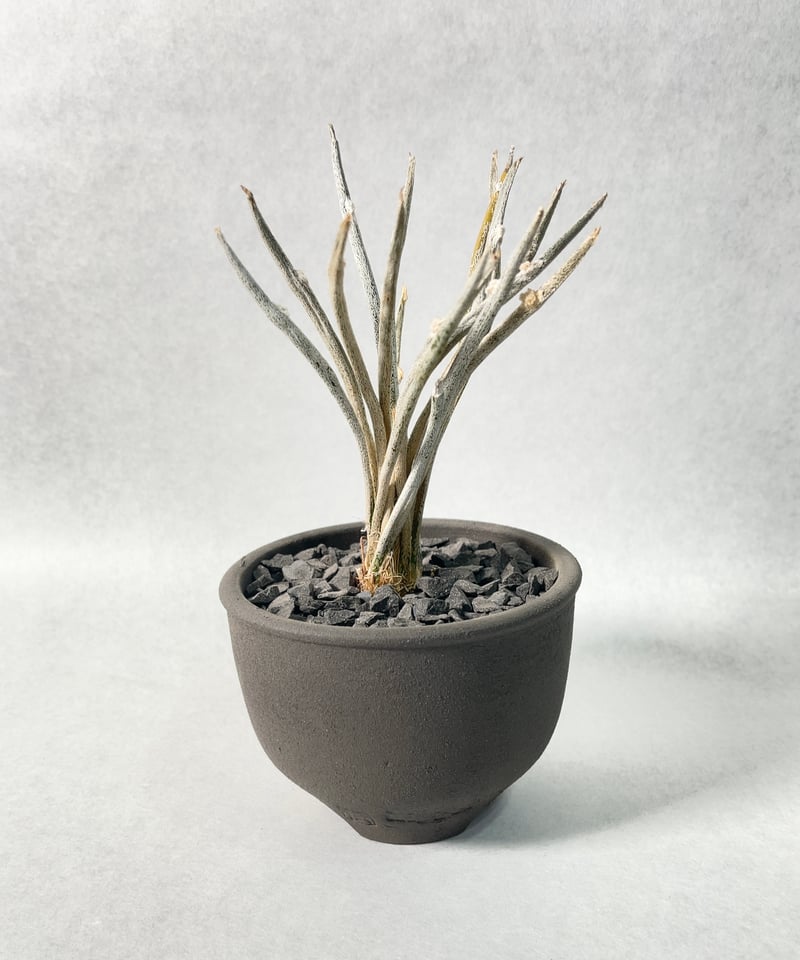 黒燻伝市鉢・S | t.roots