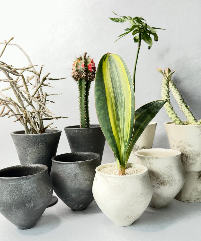 若生沙耶香 泥彩鉢 | t.roots