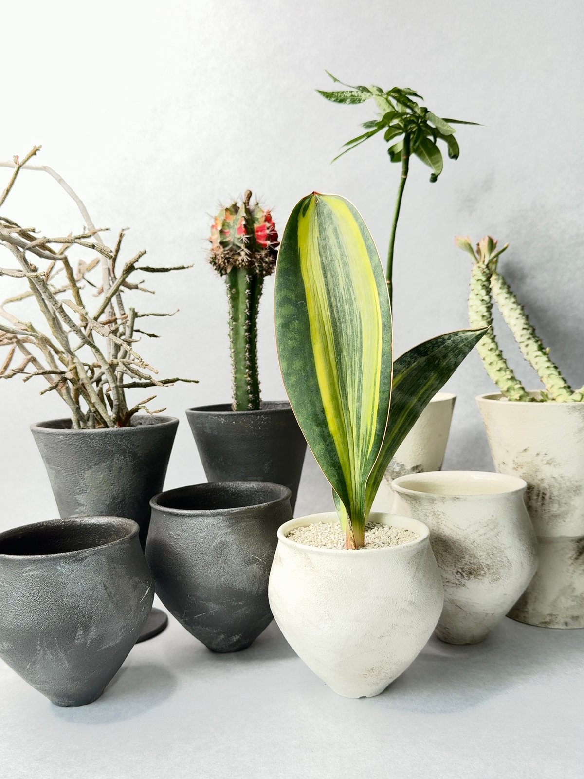 若生沙耶香 泥彩鉢 | t.roots