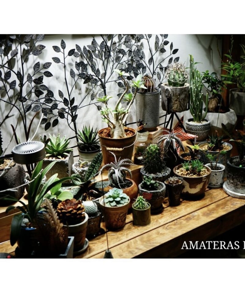 AMATERAS LED 20W | t.roots