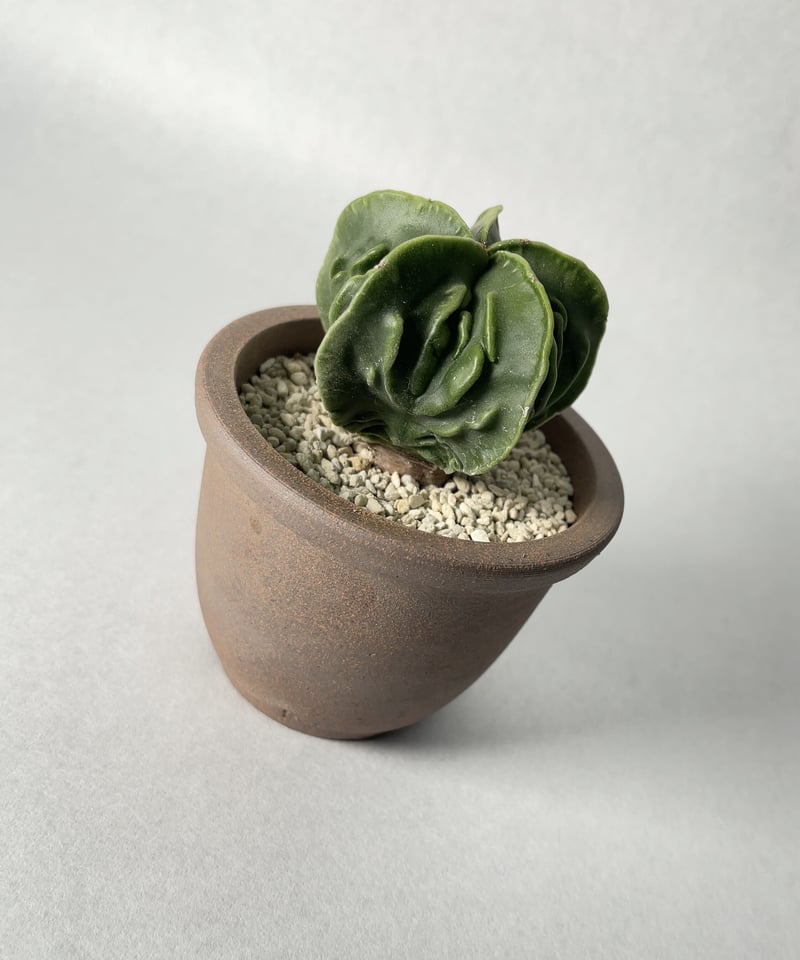 伝市鉢　2個セット　筒鉢 伝市鉢 丸型 2.5号 | GREEN LUCK