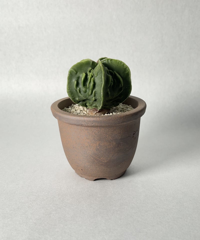 伝市鉢・丸型2.5号(ガス焼) | t.roots