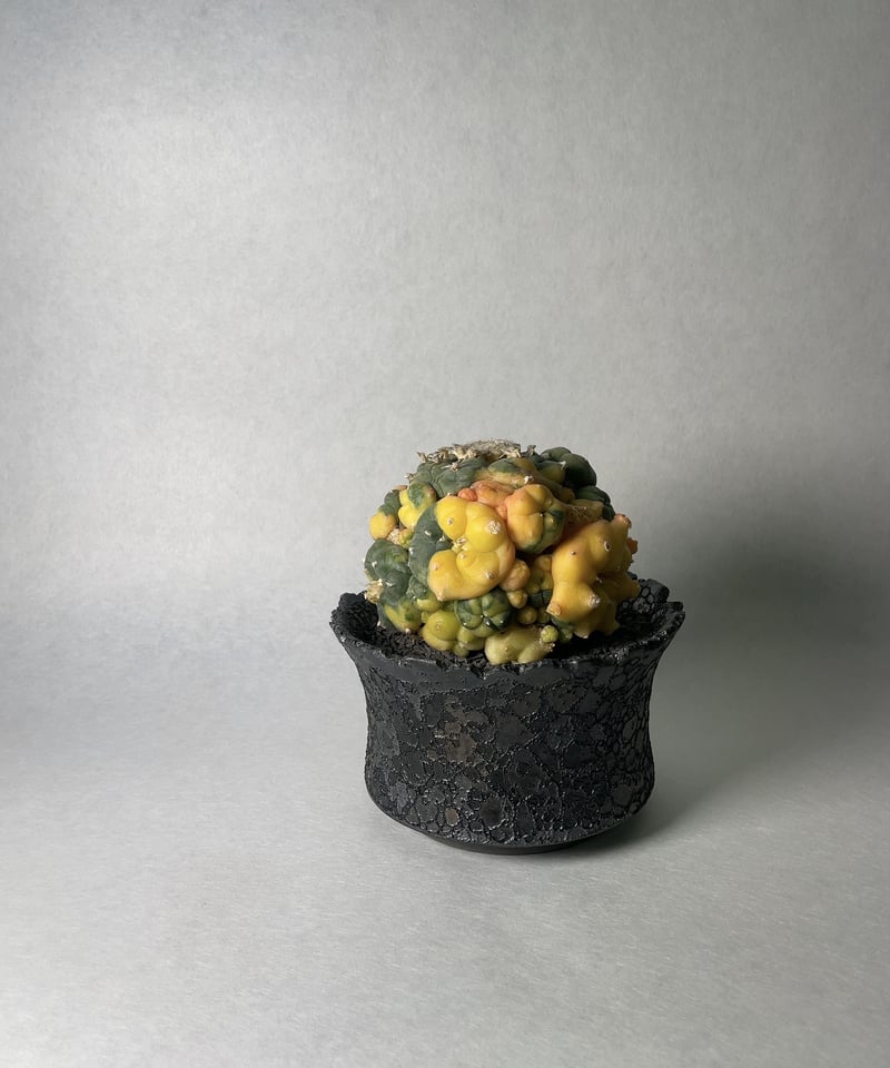 未使用】中川智治 植木鉢③ ASHFIELD LABORATORY 【公式通販】