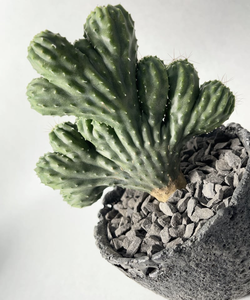 錆び釉まる鉢・M | t.roots 錆び釉まる鉢・M | t.roots